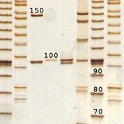 DNA 178.jpg